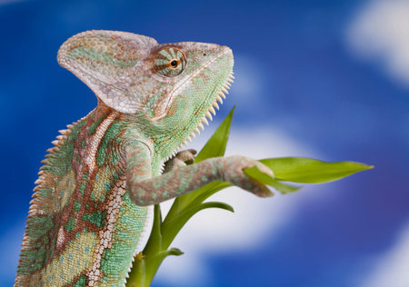 Green chameleon,lizard on sky backgroundの写真素材