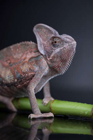 Green chameleon on bamboo, lizard backgroundの写真素材