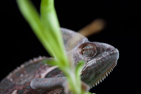 Chameleon on bamboo on a black backgroundの写真素材