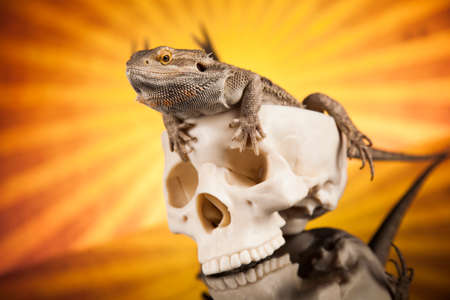 Skull, Agama bearded, lizard backgroundの写真素材