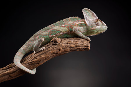 Green chameleon,lizardの写真素材
