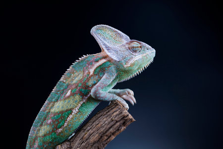 Green chameleon,lizardの写真素材