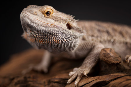 Pet, lizard Bearded Dragon on black backgroundの写真素材