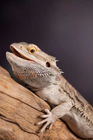 Lizard, Agama, small dragon, mirror backgroundの写真素材