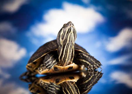 Water turtle, animalの写真素材