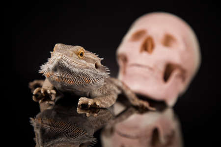 Lizard, Agama, dragon and skullの写真素材