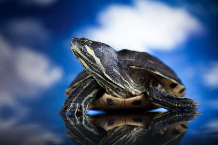 Water turtle, animalの写真素材