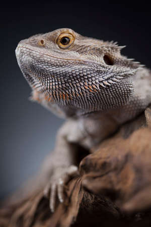Agama bearded on black background, reptileの写真素材