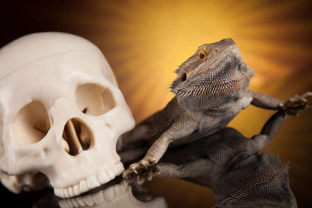 Human skull,Agama bearded, lizard backgroundの写真素材
