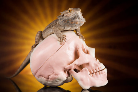 Lizard, skull on black mirror backgroundの写真素材