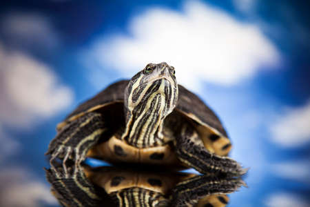 Water turtle, animalの写真素材