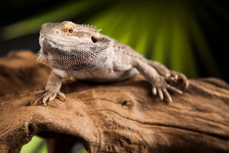 Root Bearded Dragon, Agama Lizardの写真素材
