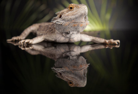 Agama bearded on black background, reptile
