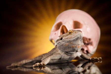 Human skull,Agama bearded, lizard backgroundの写真素材