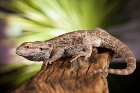 Root Bearded Dragon, Agama Lizard