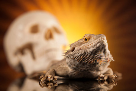 Lizard, skull on black mirror backgroundの写真素材