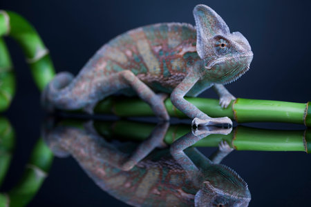 Green chameleon on bamboo, lizard background
