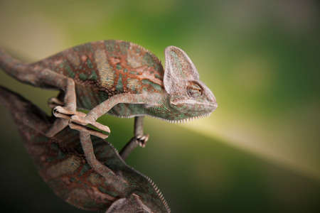 Chameleon,lizard on green backgroundの写真素材