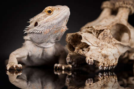 Lizard, Agama, Antlers, dragon and skullの写真素材