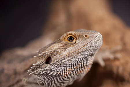 Pet, lizard Bearded Dragon on black backgroundの写真素材