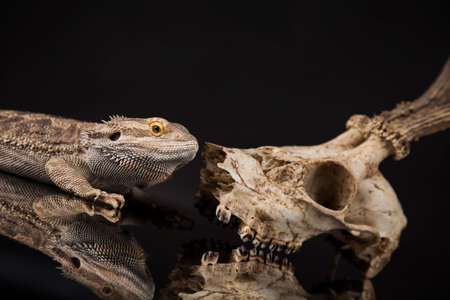 Skull, Lizard, Agama, Antlers, dragon and skullの写真素材