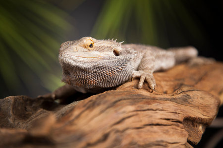 Root Bearded Dragon, Agama Lizardの写真素材
