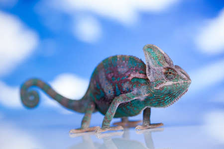 Sky background, reptile, Chameleon lizardの写真素材