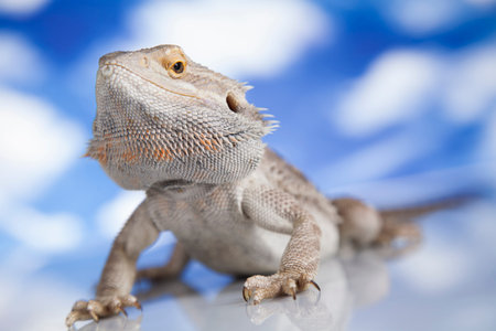Beutiful Bearded Dragon Llizard, agama