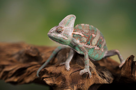 Green chameleon,lizard on green background