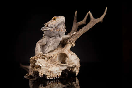 Skull, Lizard, Agama, Antlers, dragon and skullの写真素材