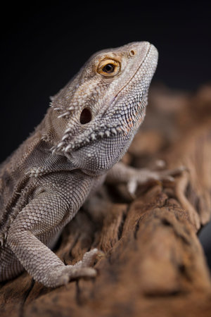 Pet, lizard Bearded Dragon on black background