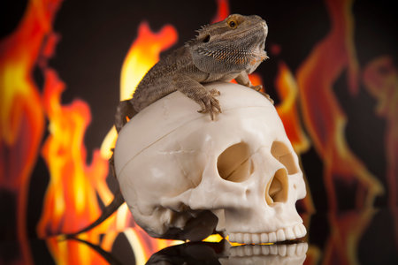 Lizard, Fire agama on black mirror backgroundの写真素材