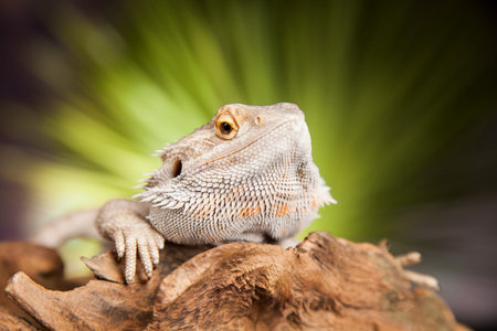 Pet, lizard Bearded Dragon on black backgroundの写真素材