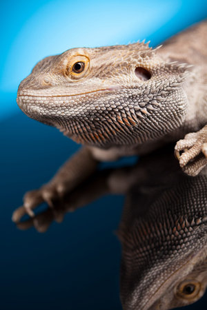 Dragon, Agama Lizard on blue mirror background