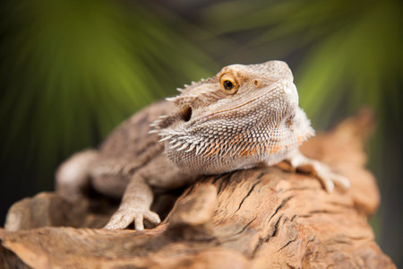 Root Bearded Dragon, Agama Lizard