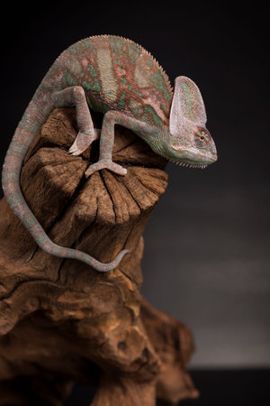 Root, Green chameleon, lizard backgroundの写真素材