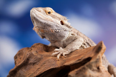 Pet, lizard Bearded Dragon on black background