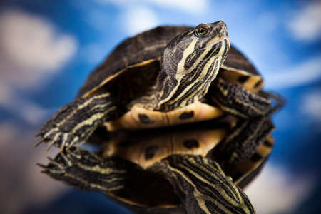 Water turtle, animalの写真素材