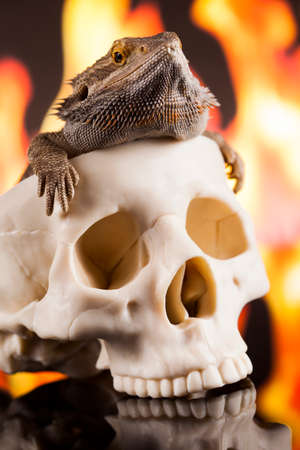 Lizard, Fire agama on black mirror backgroundの写真素材