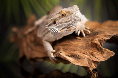 Root Bearded Dragon, Agama Lizardの写真素材