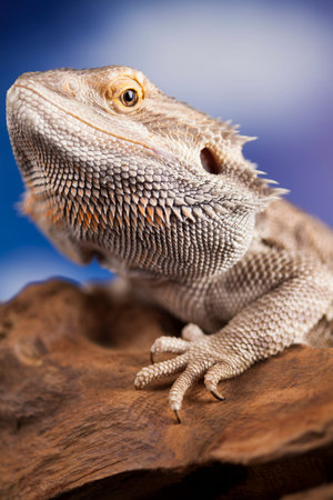 Pet, lizard Bearded Dragon on black background