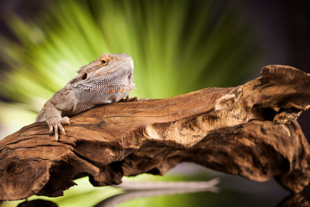 Root Bearded Dragon, Agama Lizard