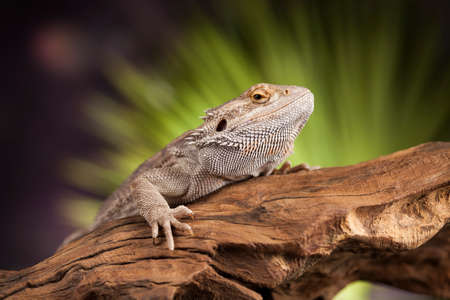 Root Bearded Dragon, Agama Lizardの写真素材