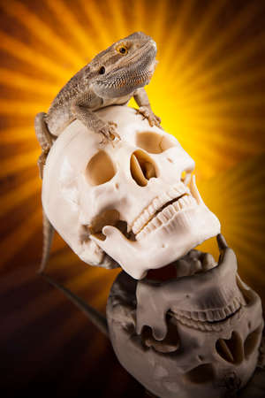 Lizard, skull on black mirror backgroundの写真素材