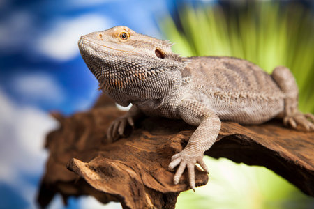 Pet, lizard Bearded Dragon on black background