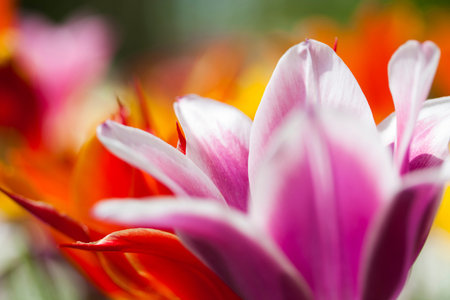 Tulips in a field in spring