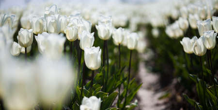 Tulip flowers close upの写真素材