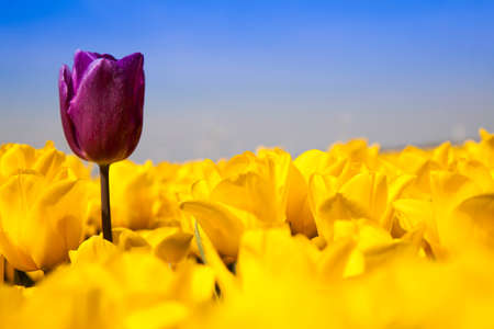 Fresh spring tulips with skyの写真素材