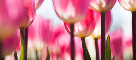 Tulip flowers close upの写真素材