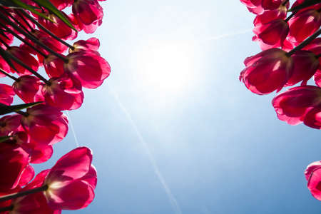 Beautiful close up macro tulipの写真素材